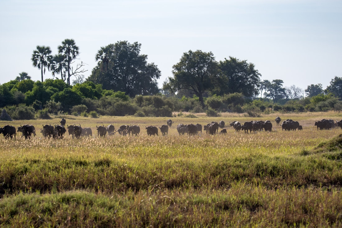 Amazing sighting of Buffalo