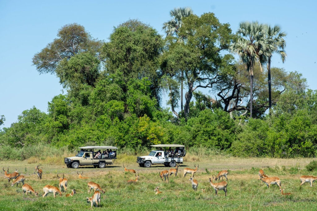 safari adventure in Moremi Game Reserve in Botswana