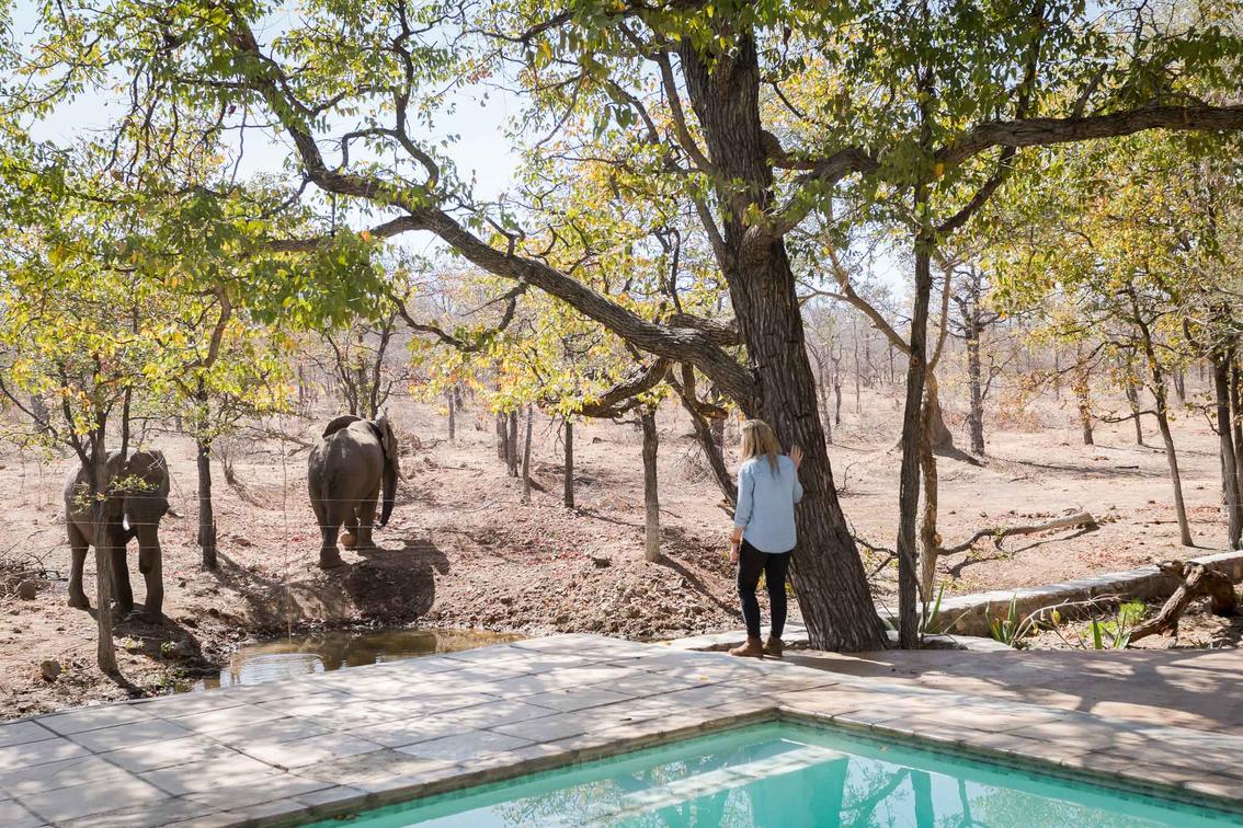 Elephants in Kruger National Park