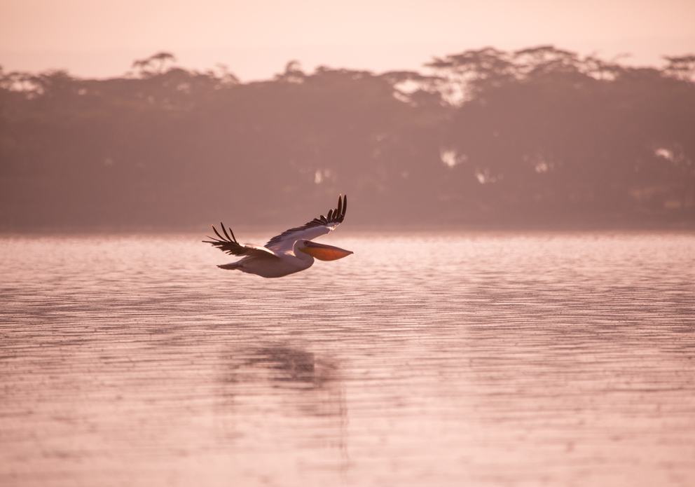 The Dalmatian pelican is the largest of the pelican species and one of the largest flying birds in the world.