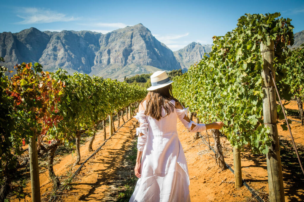 cape winelands scenery vinyard