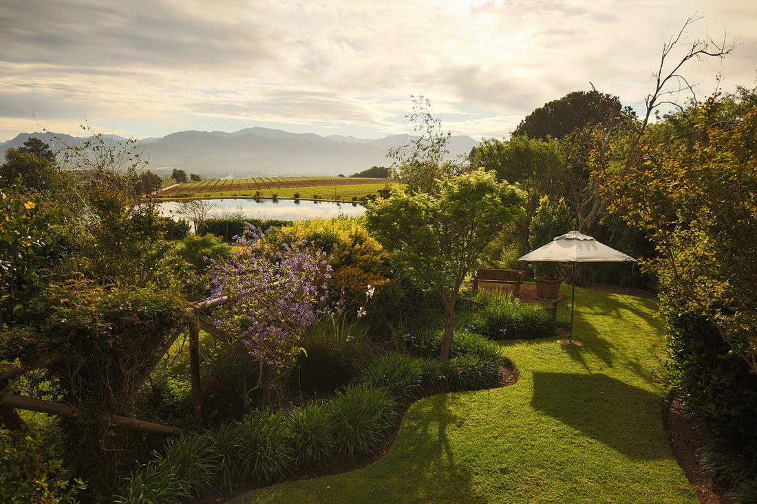 cape winelands vinyard