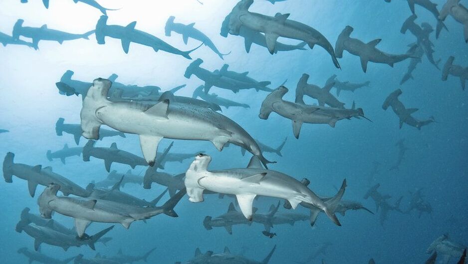 Hammer Sharks