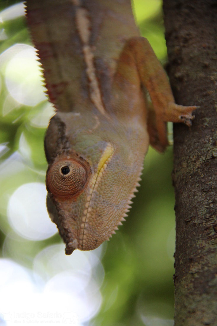 Chameleon is a colorful lizard known for its ability to change its color