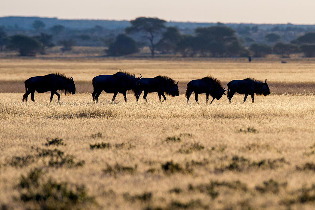Buffalos in Central Kalahari Game Reserve, Botswana – a breathtaking view of wildlife in its natural habitat, perfect for safari enthusiasts.