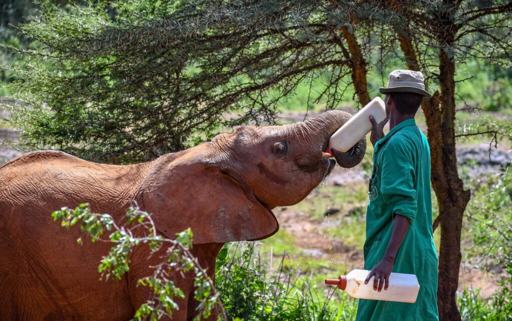 Elephants in Kenya can be found in the Tsavo Conservation Area, Masai Mara Game Reserve, and other national parks and reserves.