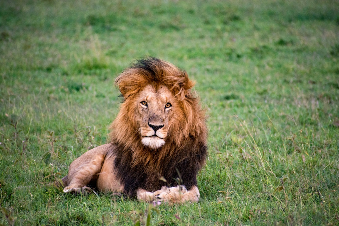 Lions are Kenya's national animal and are a symbol of strength and courage.