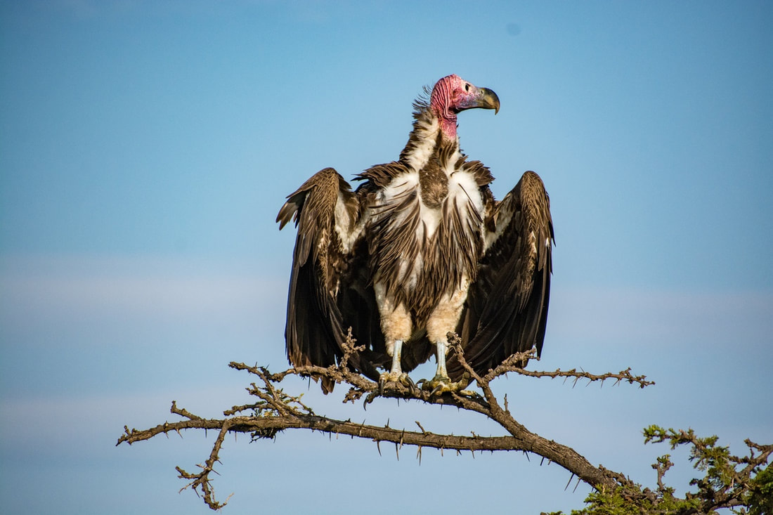 Amazing shot of a vulture which is a large bird of prey that usually feed on the carrion