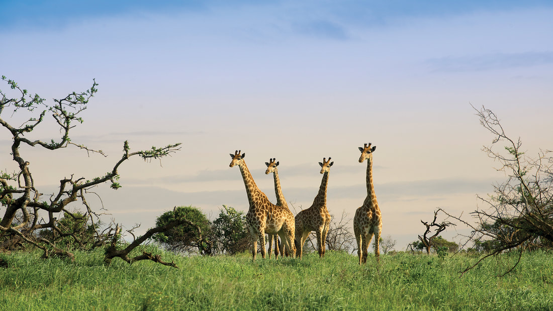 Phinda Giraffe