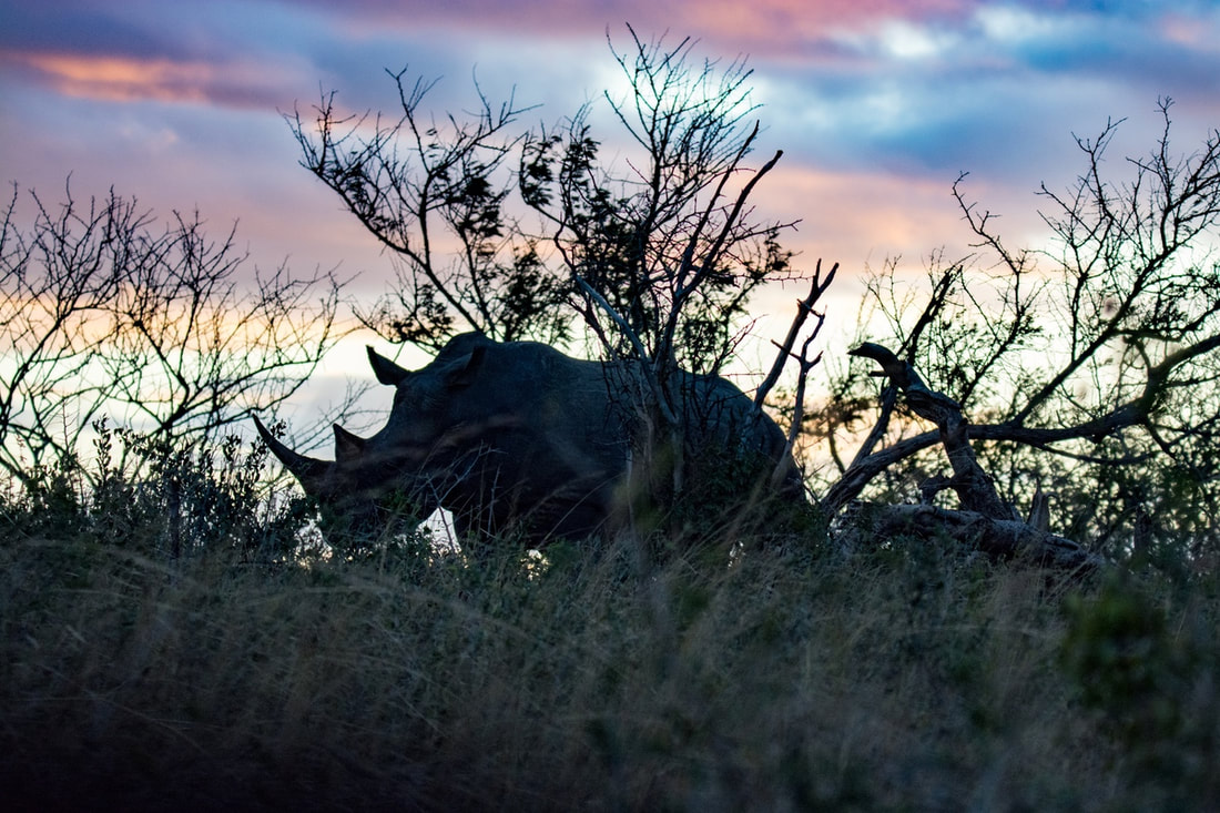White Rhino