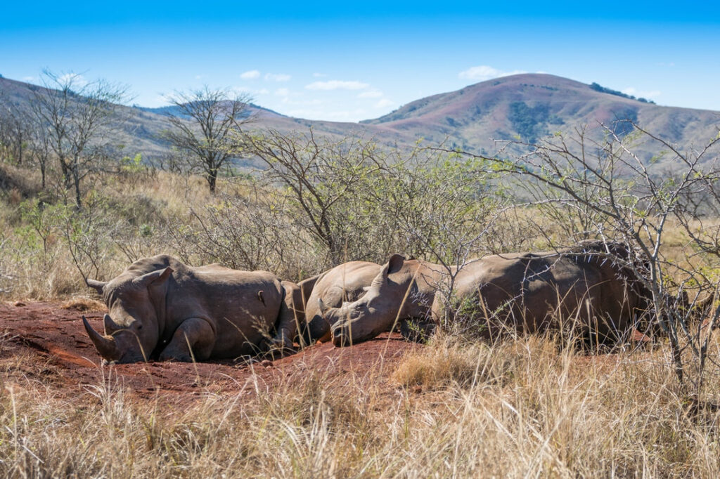 Nambiti Wildlife Animals