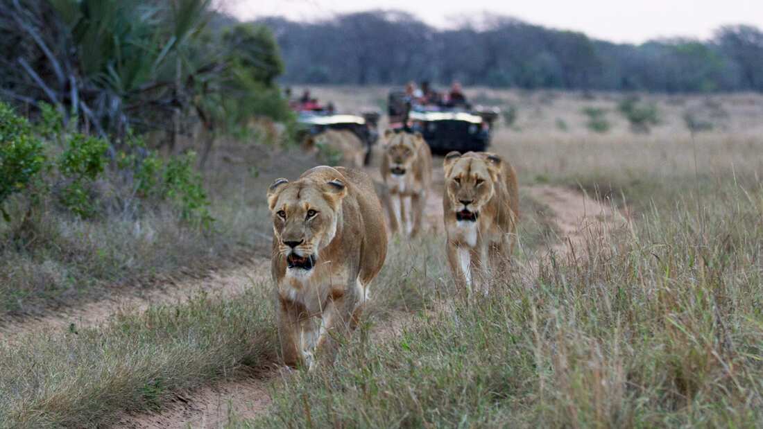 Phinda Safari Tour
