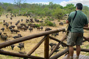 Lodge Buffalo at Kruger National Park, Waterberg Reserves