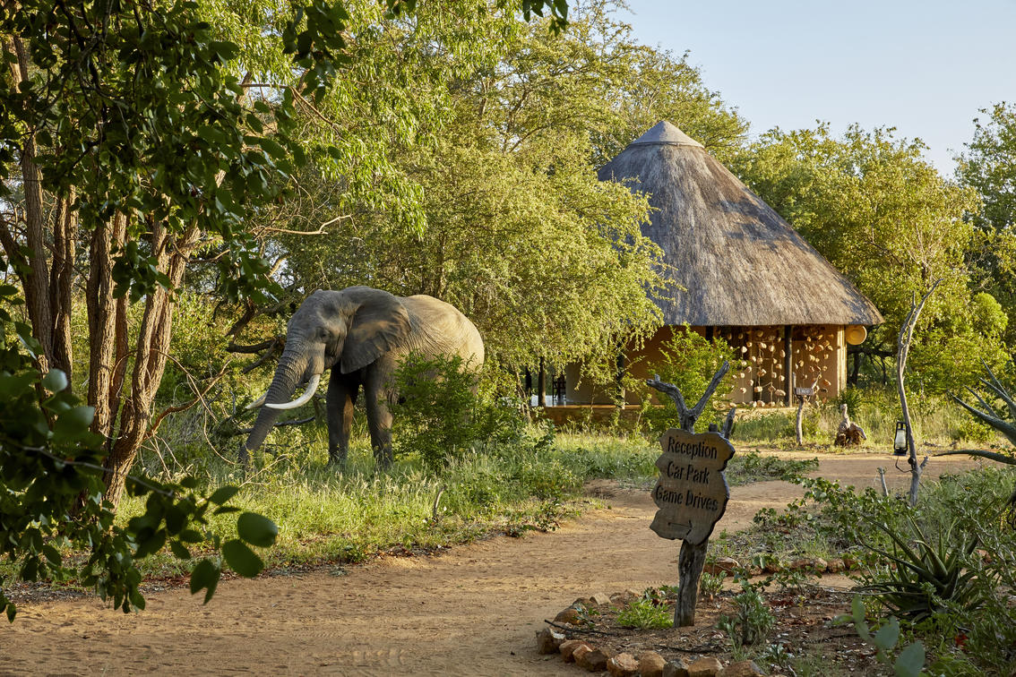 Motswari Private Game reserve with Elephant