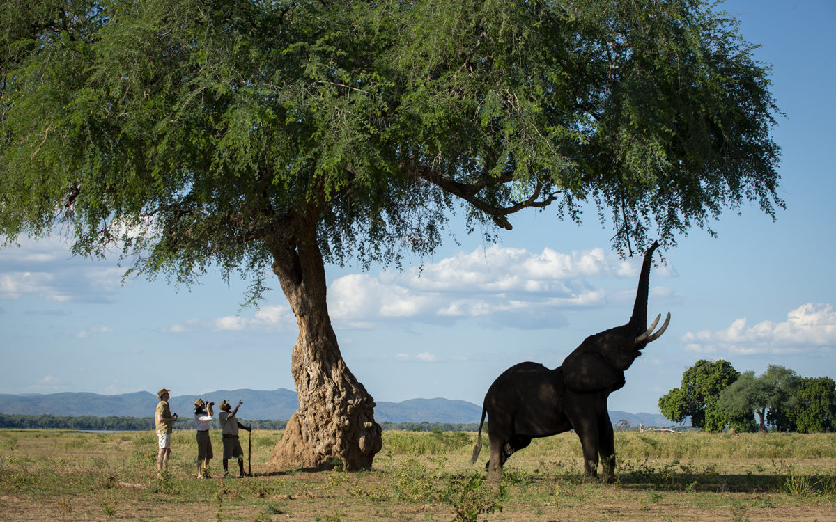 Nyamatusi Camp with Elephant