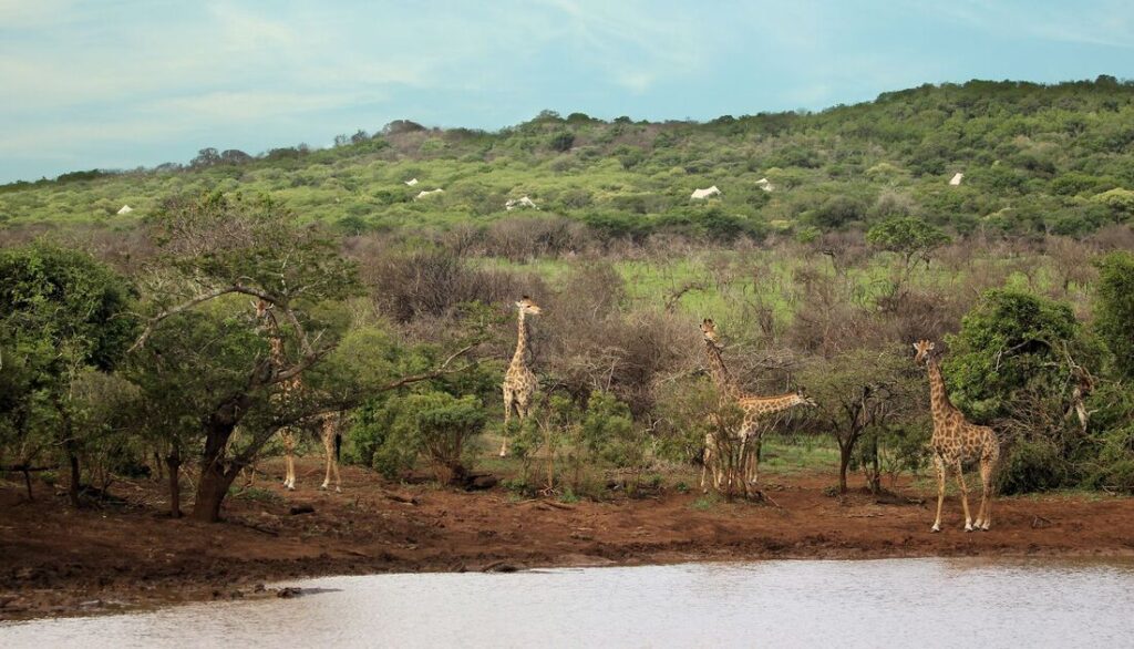 Thanda Private Game Reserve Giraffes