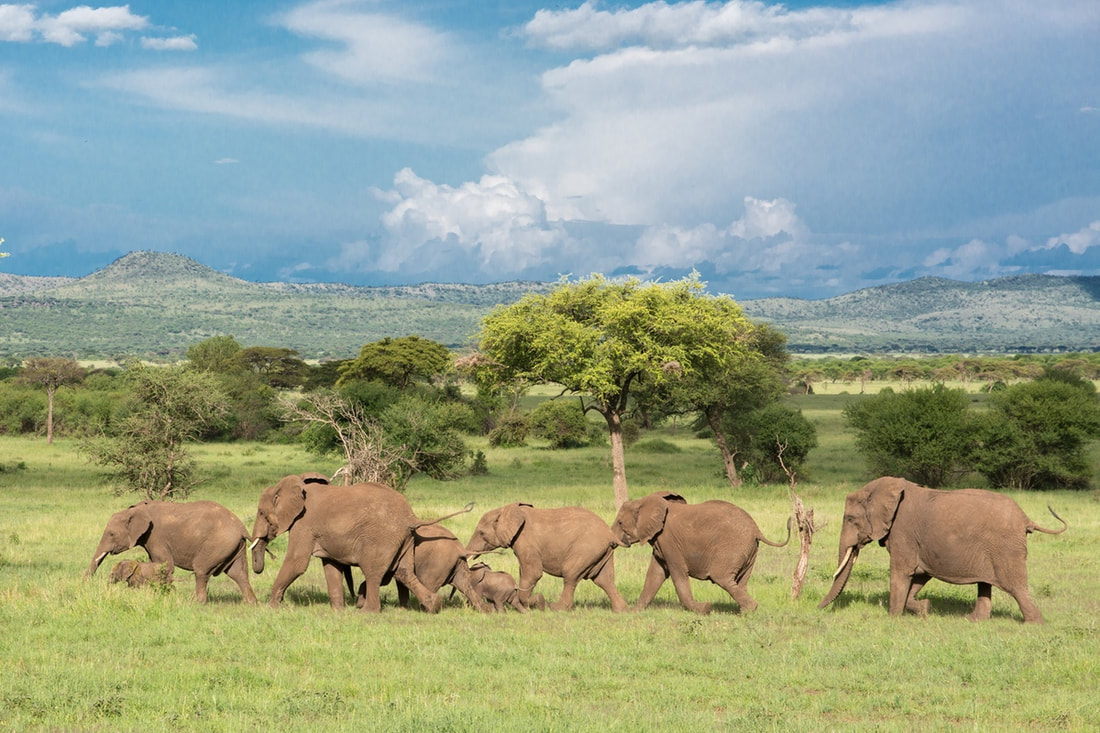 African savanna elephants are found in 23 countries and live in a variety of habitats
