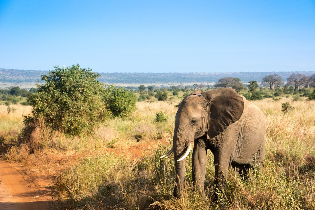 View with elephant