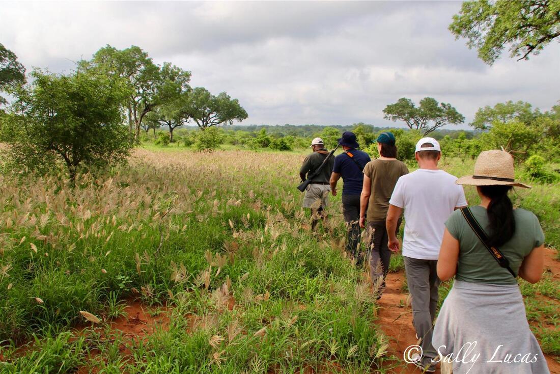 Bush Walks