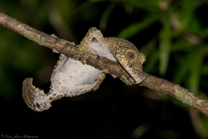 Manafiafy Wildlife
