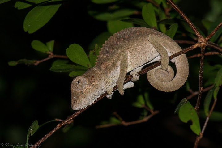 Manafiafy Wildlife