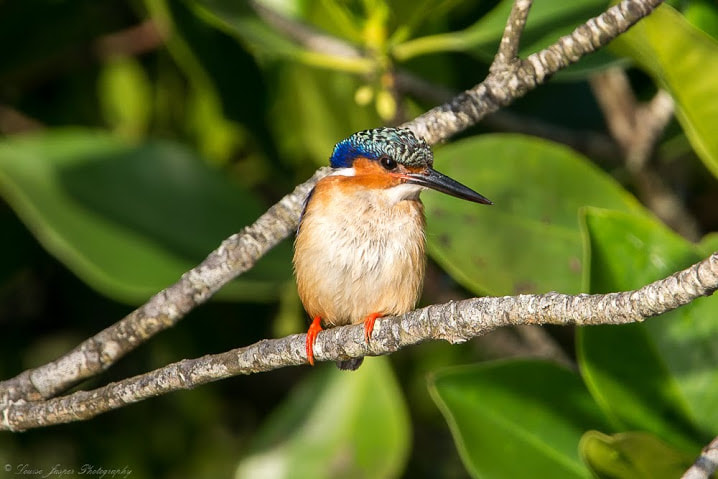 Manafiafy Wildlife