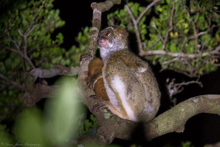 Manafiafy Wildlife