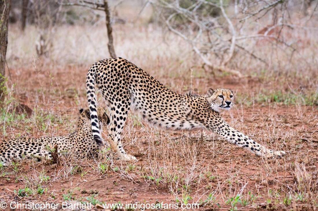 Saharan cheetah
