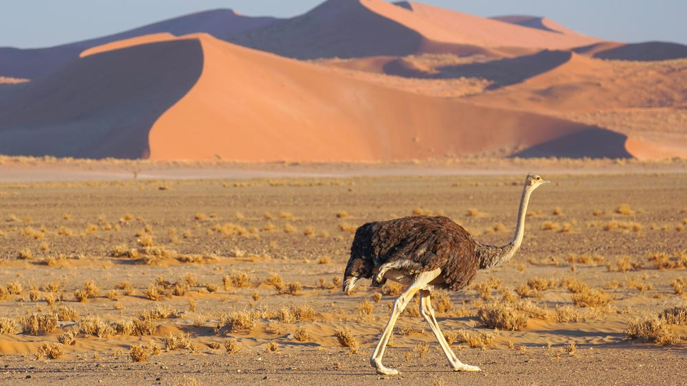 An ostrich roaming free in Sossusvlei, Namibia. One of the spectacles to be witnessed on Overland Tours