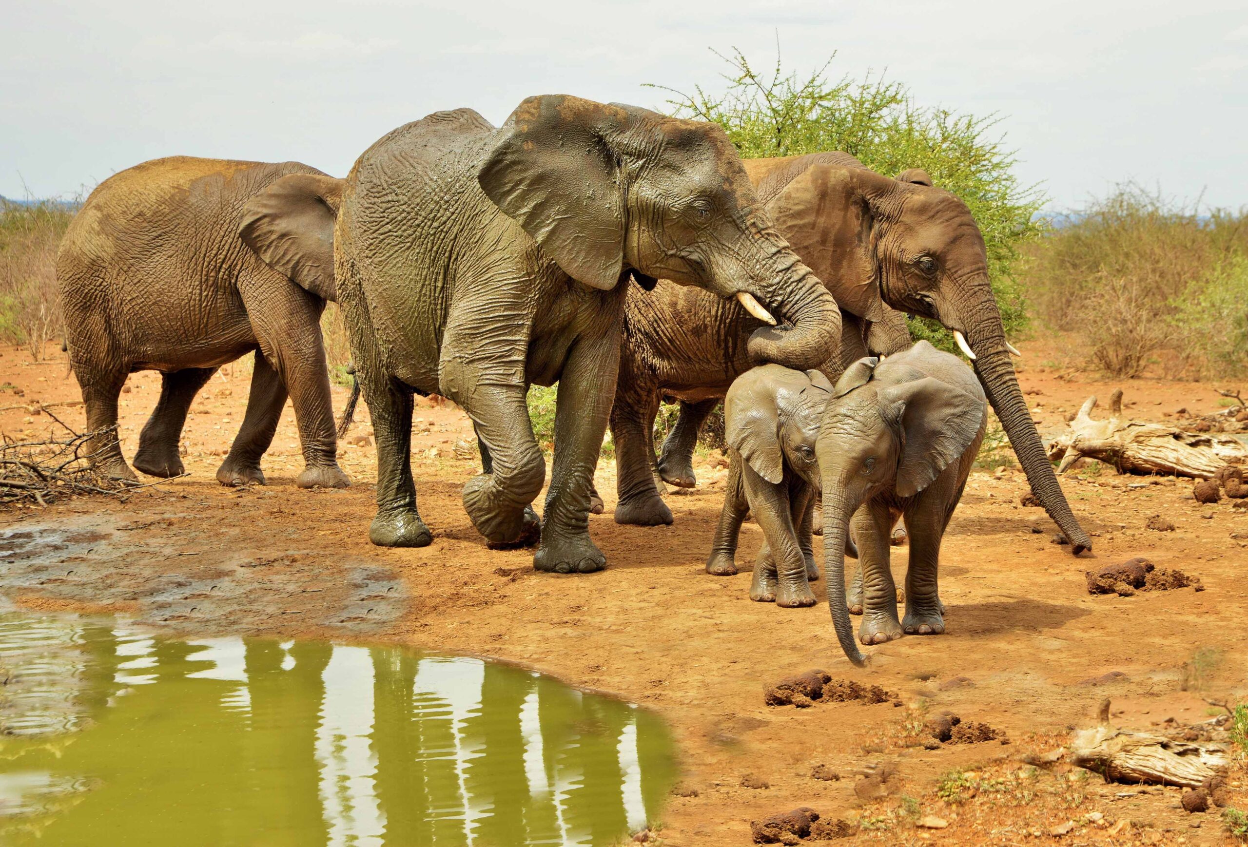 Kazuma Forest Elephants