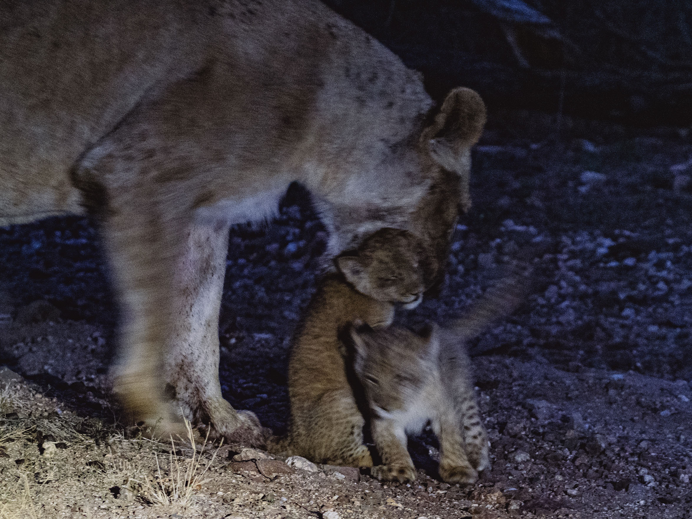 Night time Safari in South Africa - Kruger park showing a mother lioness and her cubs