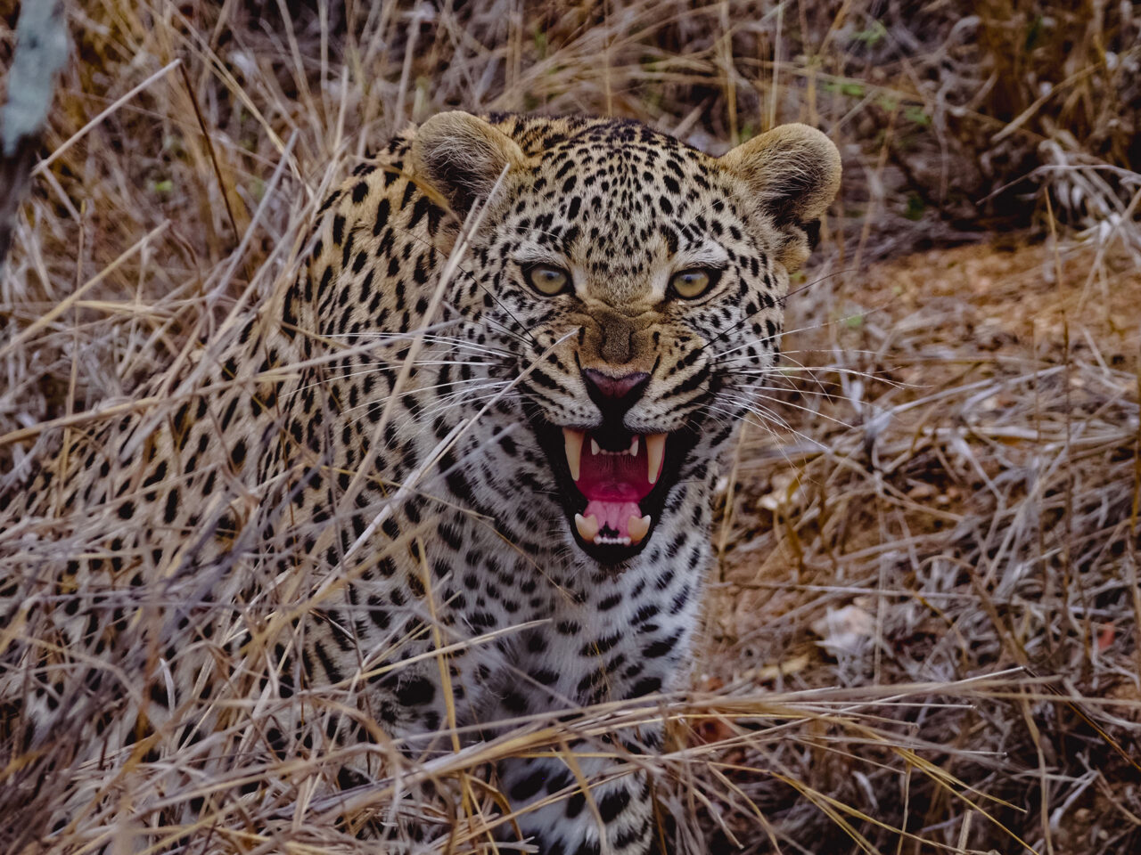 Leopard looking straight into the lens with a snarl on its face, spotted in the Kruger National Park.