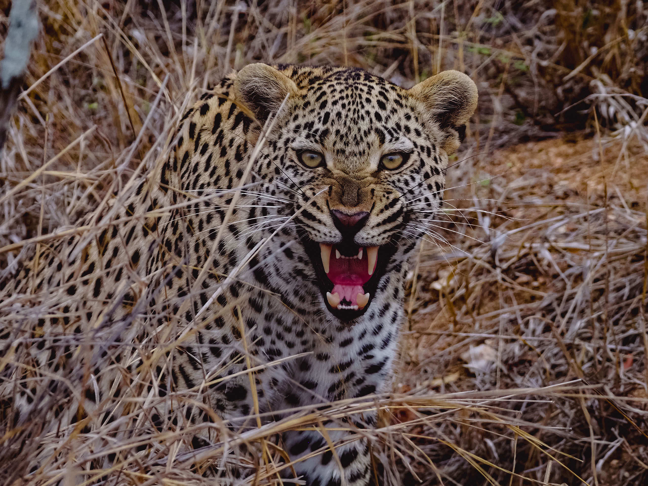 Leopard looking straight into the lens with a snarl on its face, spotted in the Kruger National Park.