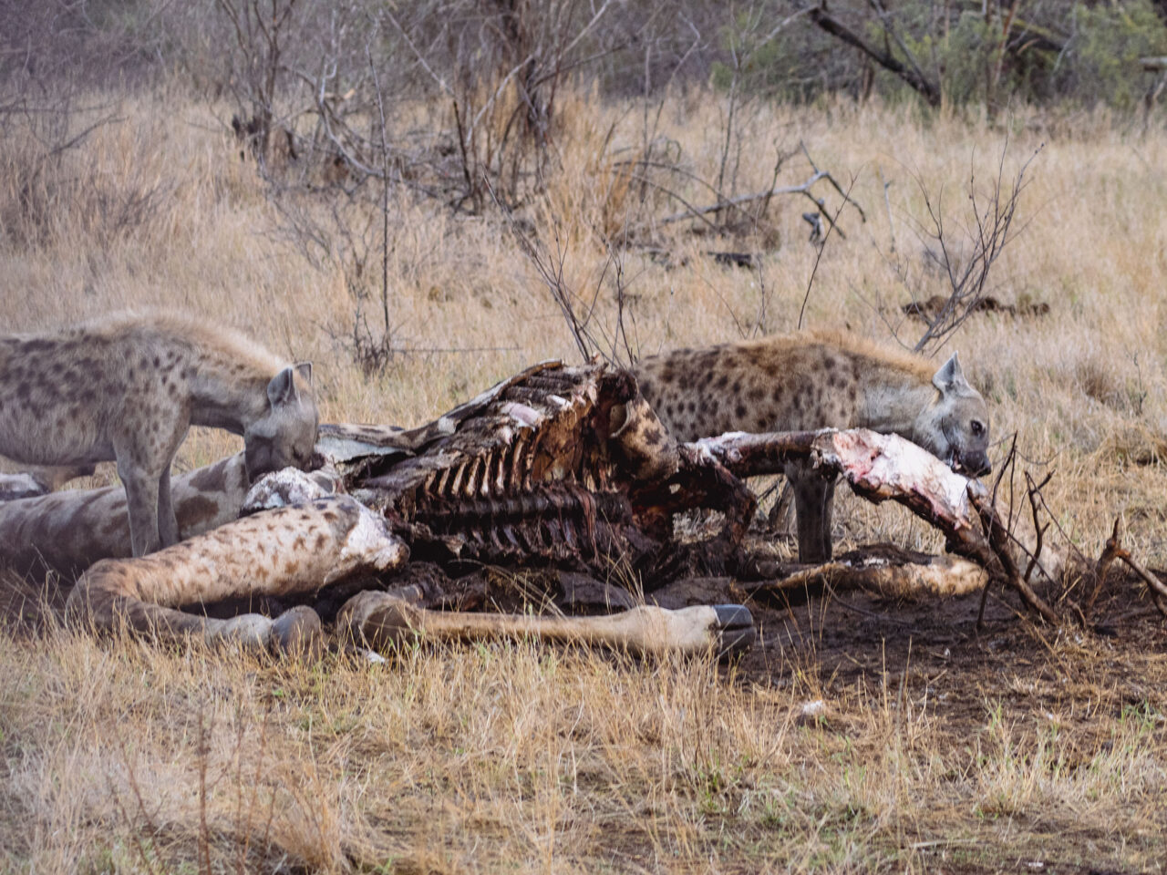Hyenas in Kruger National Park, eating off a giraffe carcass