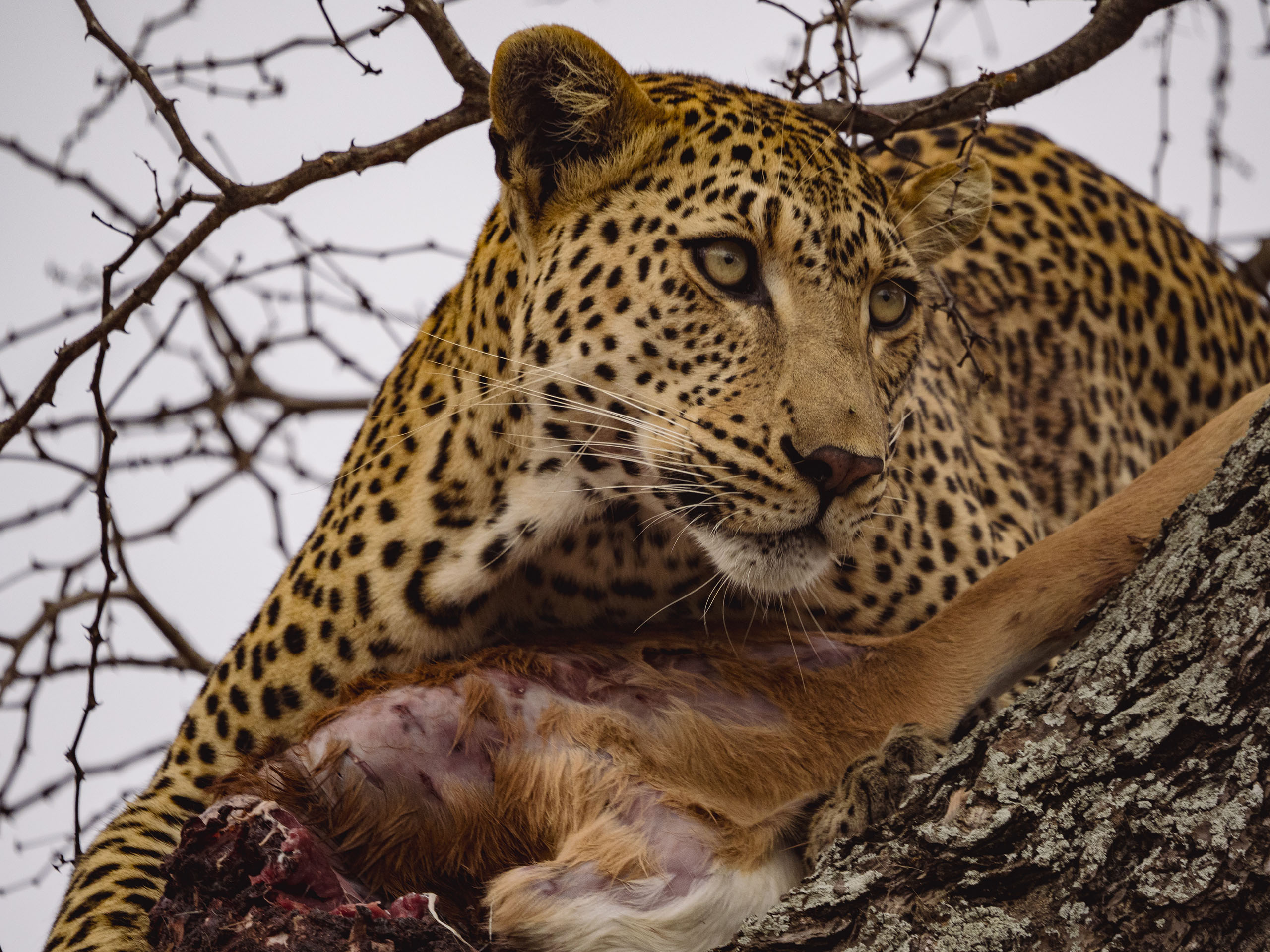 Leopard in a tree with it's kill, looking on.
