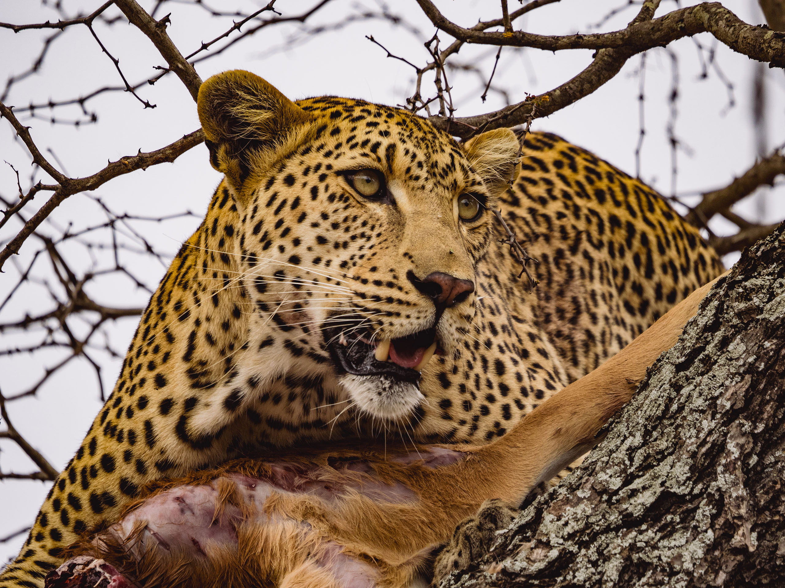 Leopard with a kill, keeping a look out from his high vantage point in the tree in the Greater Kruger