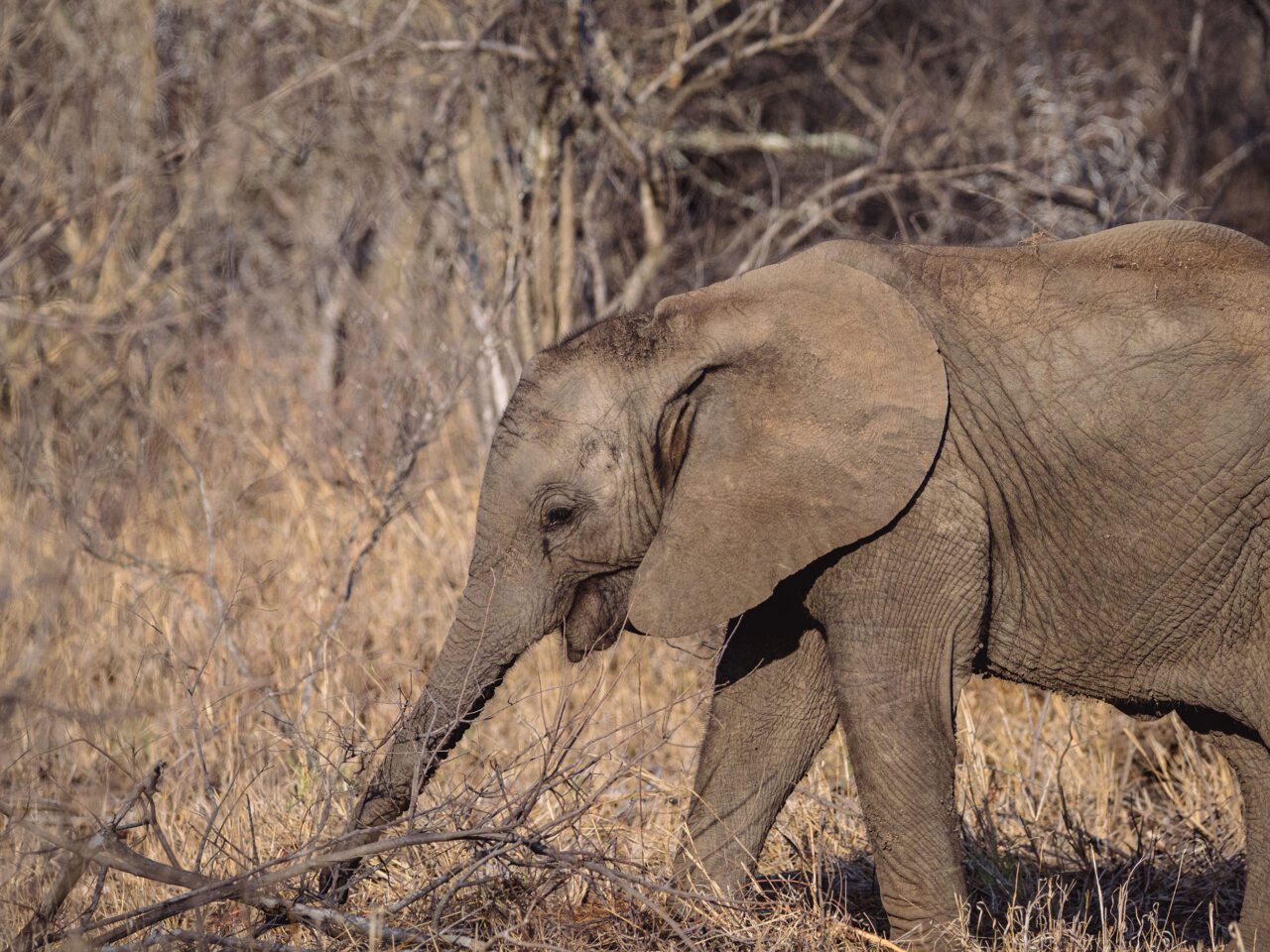 Elephant calf in the Kruger National Park curious about a dead tree that has fallen over.