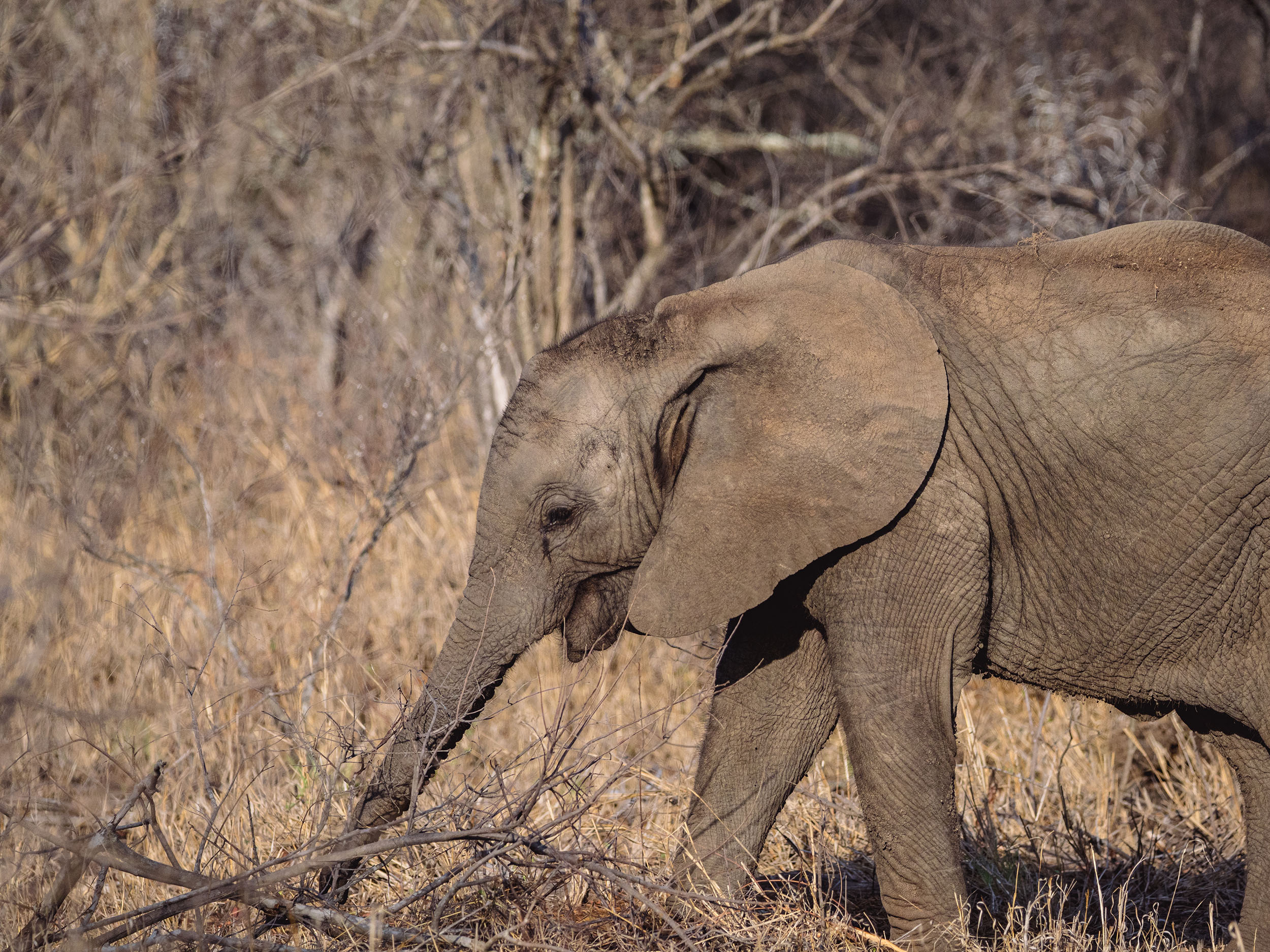 Elephant calf in the Kruger National Park curious about a dead tree that has fallen over.