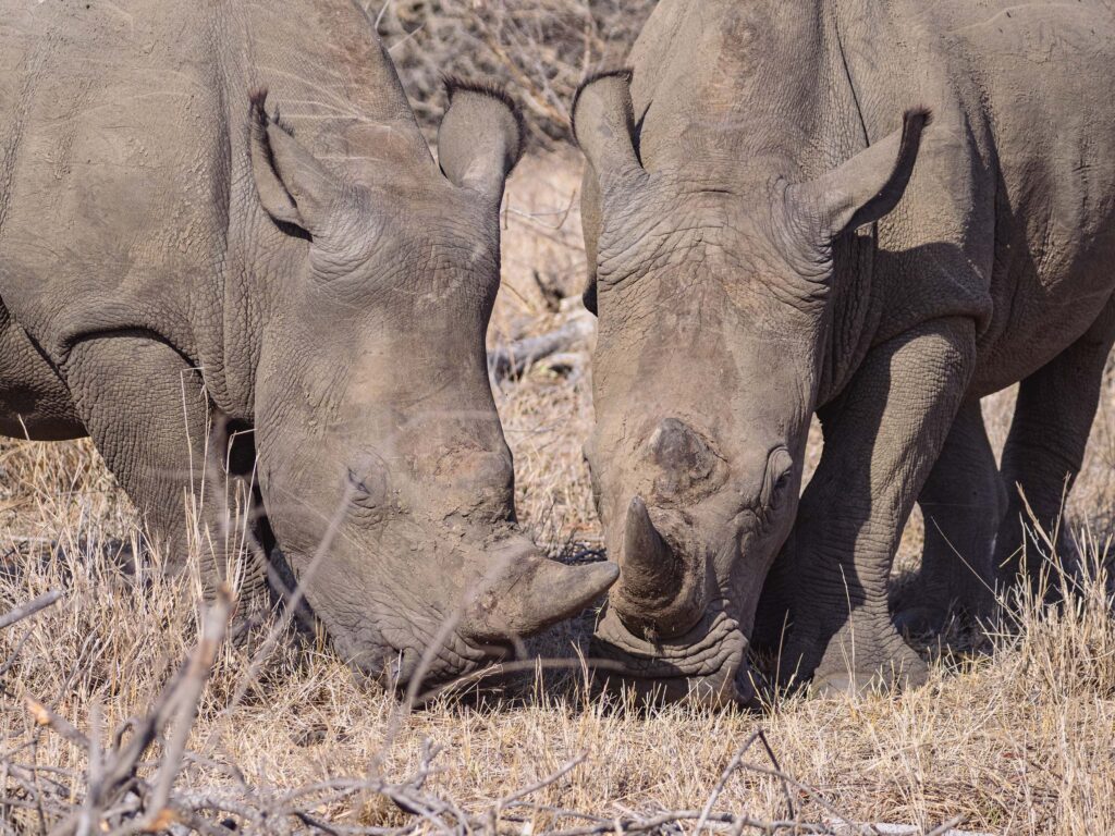 2 White Rhinos grazing in the Kruger National Park