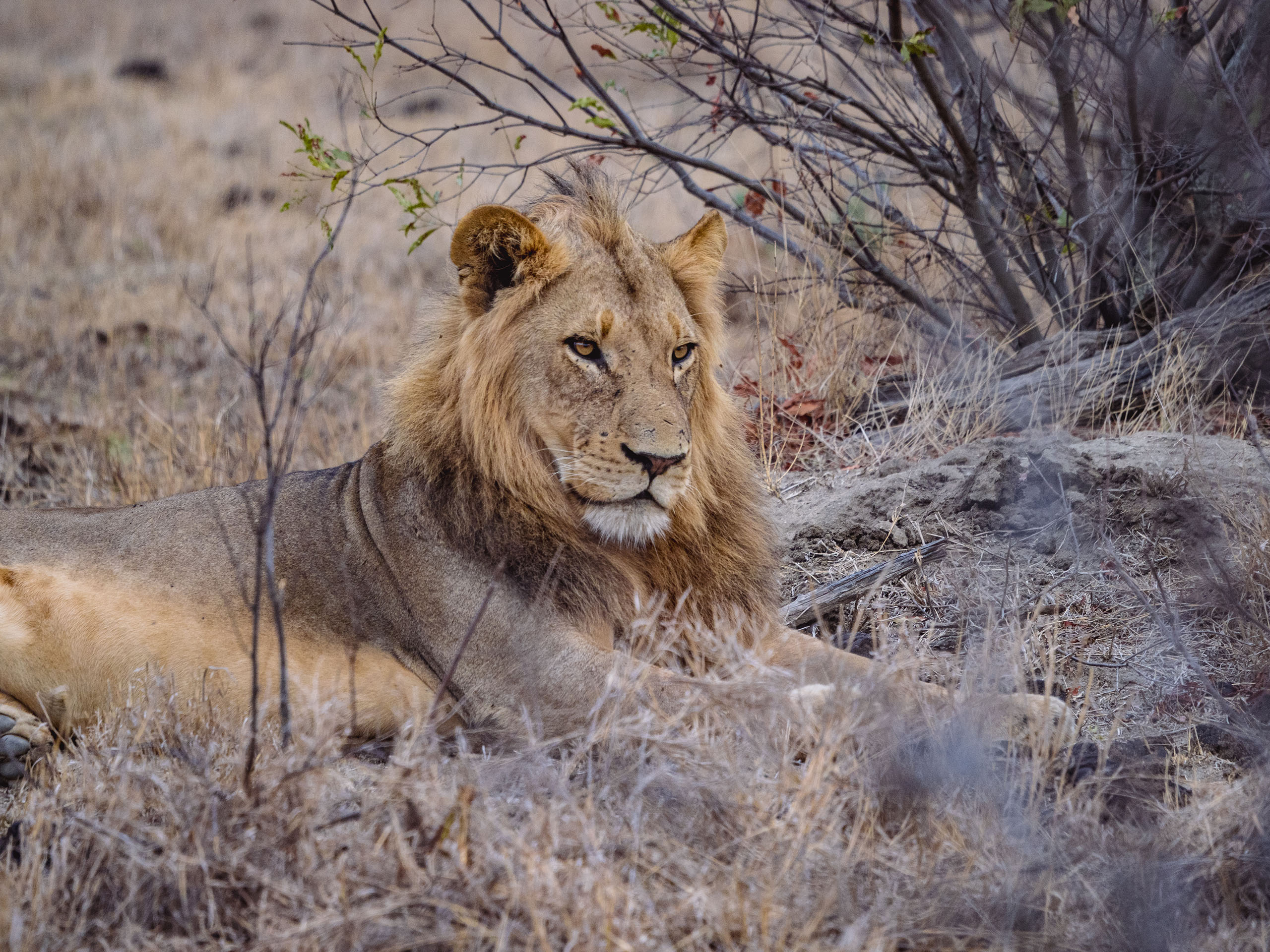 Lion Male in the Kruger National Park resting in the dry grass