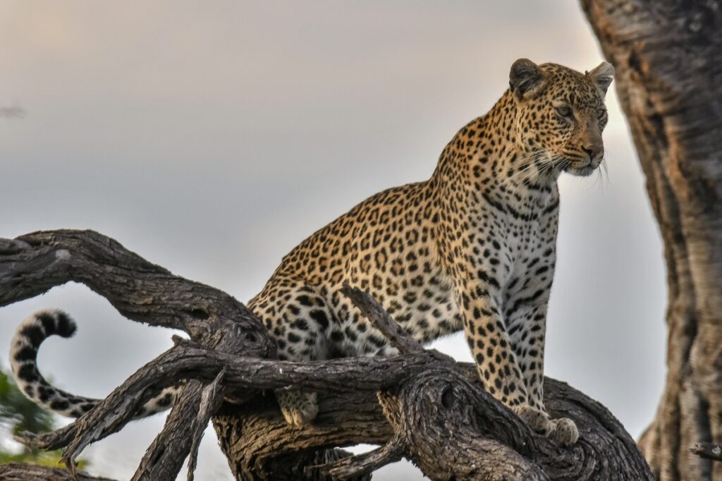 Leopard in the tree