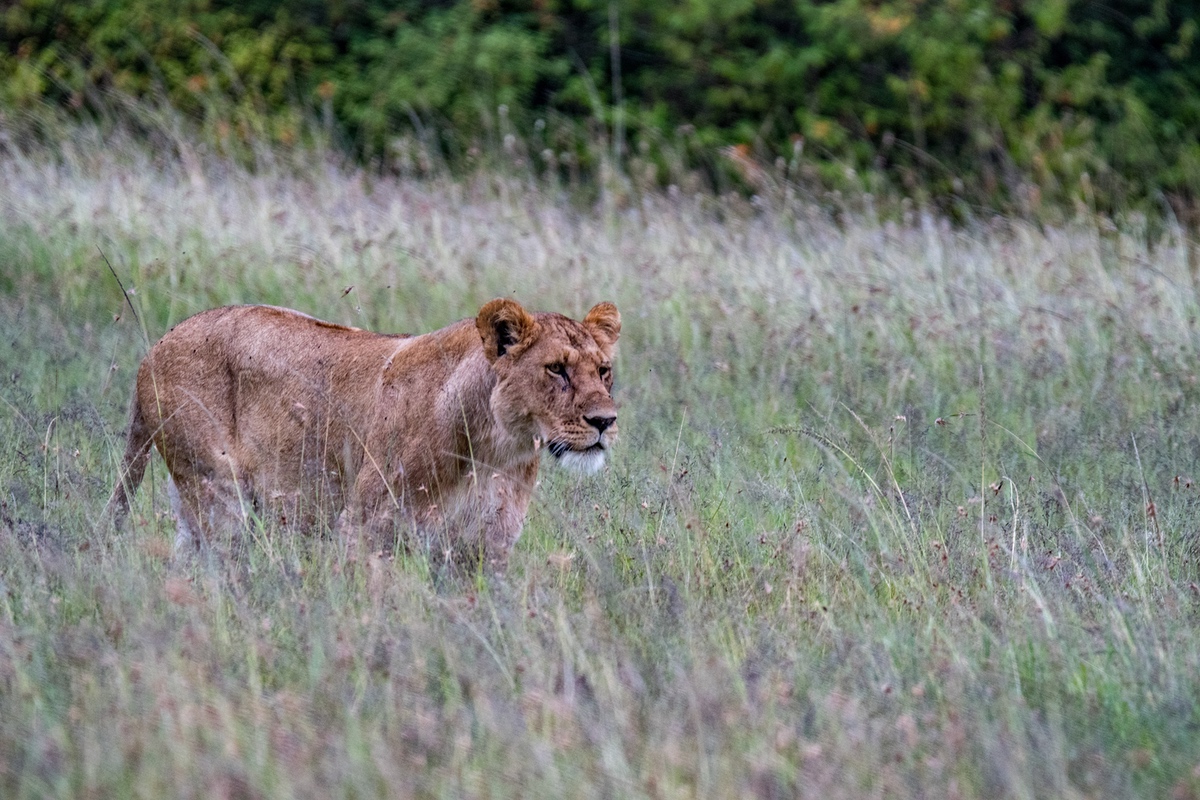 Prowling Lioness