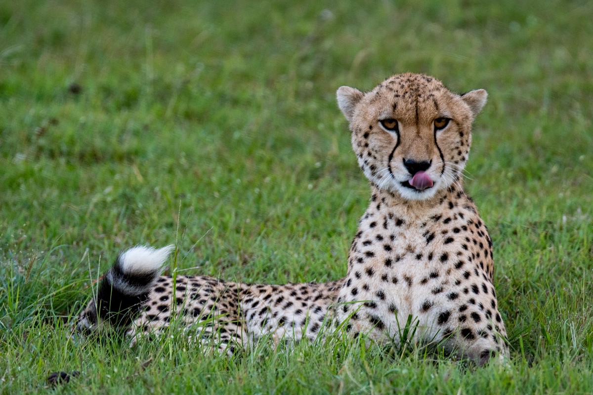 Resting Cheetah