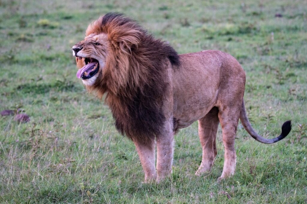 Roaring Male Lion