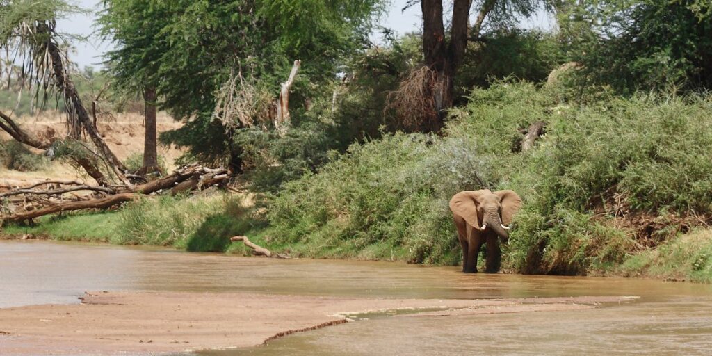 Elephant drinking by the river at Samburu