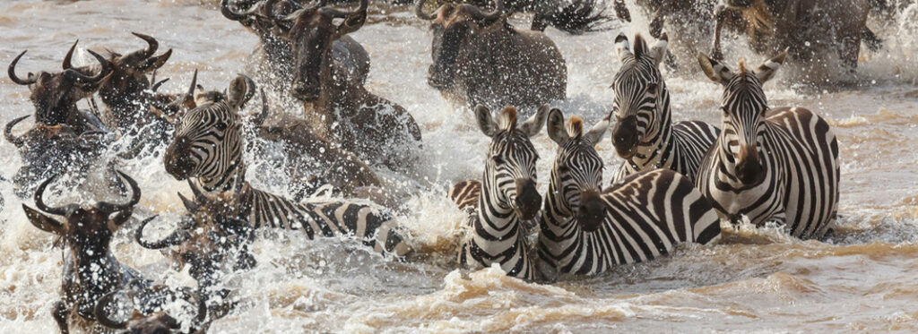River Crossing with Zebras and Wildebeest