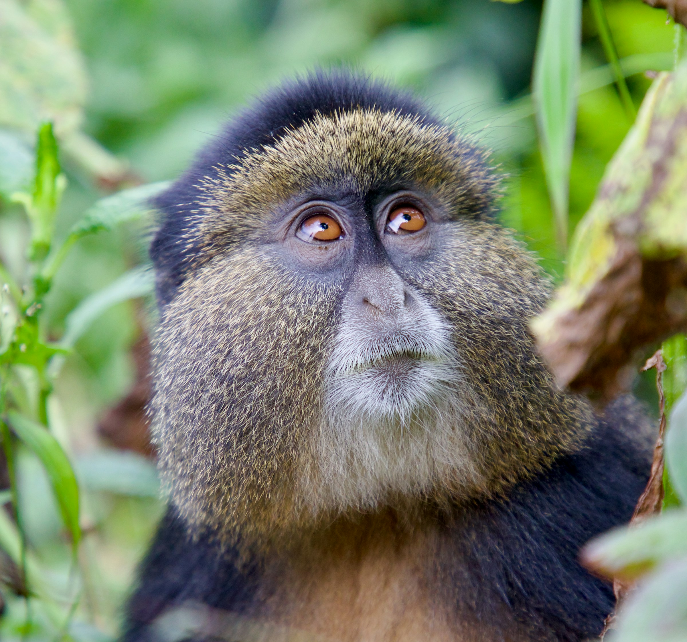 Golden Monkey's face, looking up and to the right as if deep in thought.