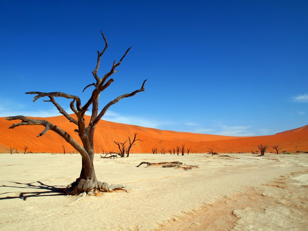 Dessert landscapes with dead tree in the foreground and desert dunes in the background