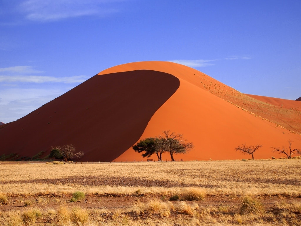 Large red sand dune in Sossusvlei, with acacia type trees at the foot of the dune and yellow desert grass covering the ground.