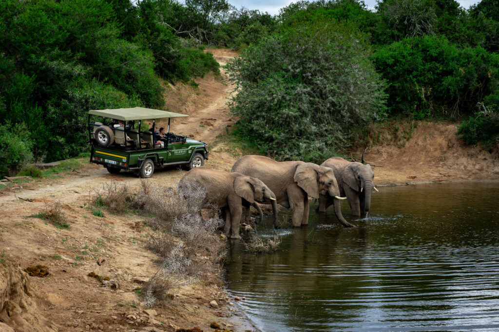 Safari Vehicle standing right next to a small herd of elephants taking a drink from the watering hole.